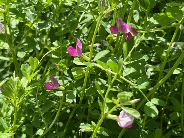 生き生きとした緑の葉が茂る中に、鮮やかなピンクと淡い紫色の小さな花がいくつか咲いている様子を写した写真