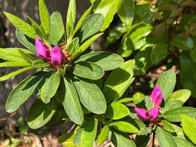 明るい緑色の葉に囲まれ、濃いマゼンタ色のつぼみが二つ上向きに膨らんでいる様子をクローズアップした写真