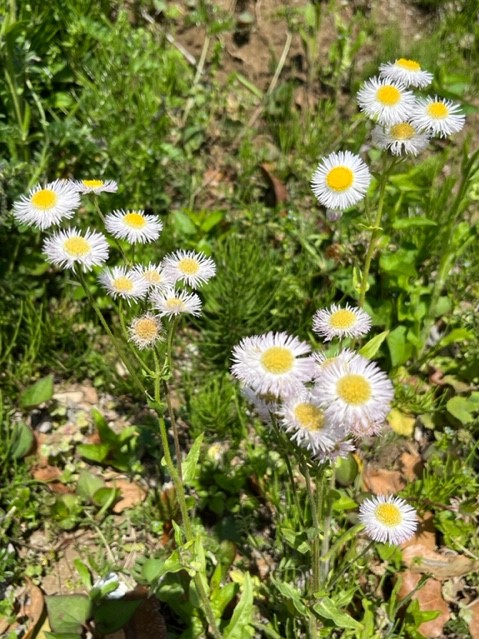 太陽の光が降り注ぐ緑の草むらに、白い花びらと黄色い中心部が特徴的なヒメジョオンの花が複数咲いている写真