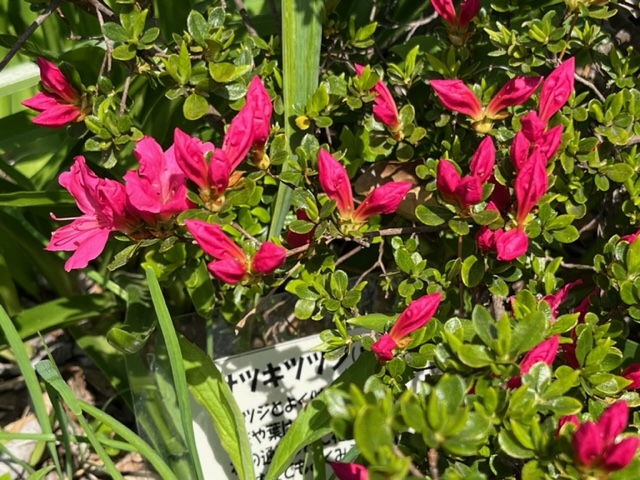 まだ開ききっていない濃いピンク色のつぼみや花が、緑の葉の間にたくさん見られる写真