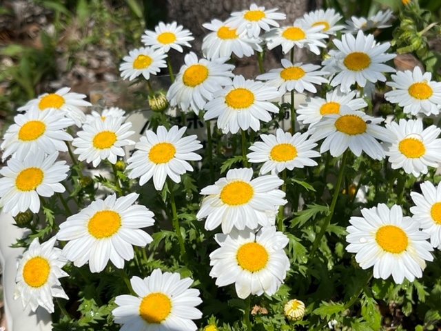放射状に広がる白い花びらと鮮やかな黄色の中心部が特徴的な、たくさんのマーガレットが密集して咲いている写真