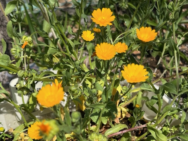 鮮やかなオレンジ色の花がいくつも咲き、その周りには緑の葉や茎が茂っている様子を捉えた写真