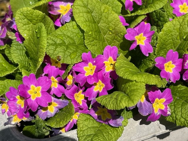 緑の葉に囲まれ、中心が黄色く、外側が鮮やかなピンクから紫色の花びらが特徴的な花々が密集して咲いている写真