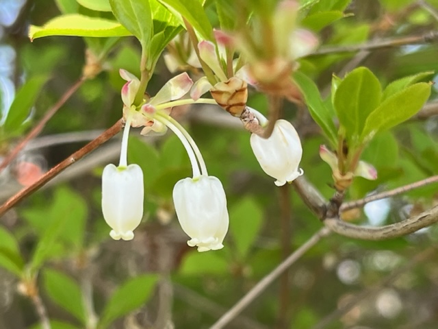 緑色の葉が茂る枝に、白い釣り鐘のような形をした愛らしい花が三つぶら下がっている様子を写した写真