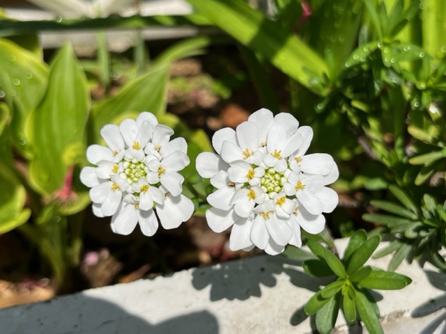 2つの白い花が並んで咲いており、花びらの中心には黄色い小さな花が密集していて、周りは緑の葉で囲まれている写真