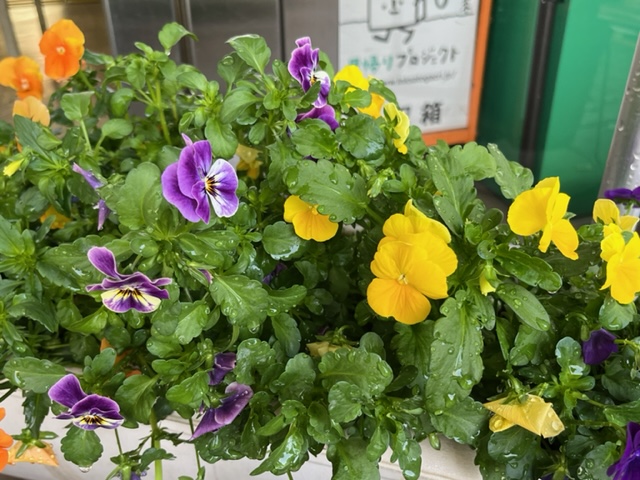 黄、紫、オレンジなど様々な色のパンジーが緑の葉に囲まれ、葉には雨粒のような水滴がついている写真