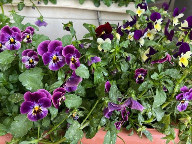 濃い紫色と黄色のパンジーが混じり合って咲き、背景には白いプランターがあり、葉にはたくさんの水滴が付いている写真