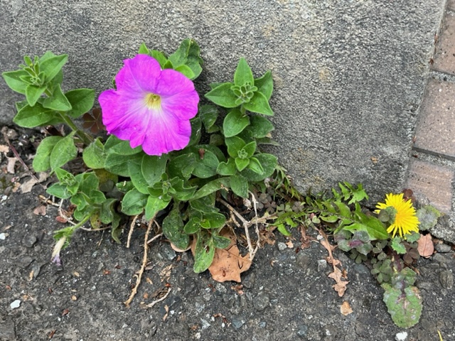 駐車場のコンクリートブロックとアスファルトの隙間から、鮮やかな紫色のペチュニアと黄色いタンポポの花が一緒に咲いている写真