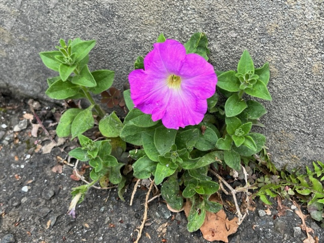 コンクリートの壁とアスファルトの隙間から生えた、鮮やかなピンク色の花を咲かせているペチュニアで、その周りにはまだ小さな蕾や緑の葉が多く見られる写真