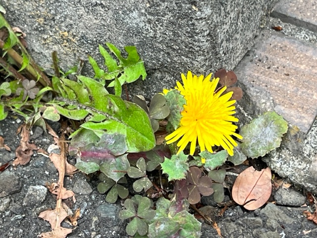 ギザギザの葉を持つタンポポが咲いており、その横にはクローバーのような葉をつけた雑草が一緒に生えている写真