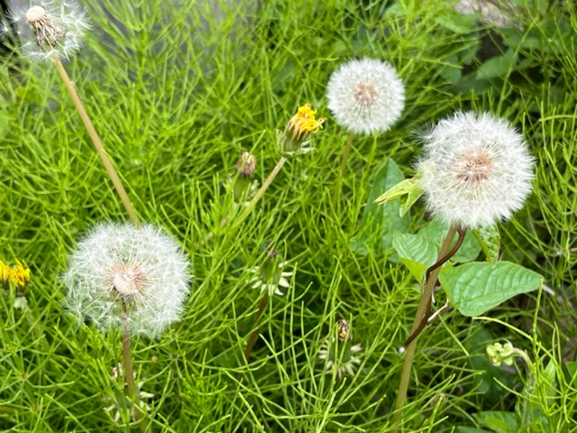 緑色の細い草が生い茂る中に、白い綿毛が丸く広がったタンポポの綿毛が複数立っている写真