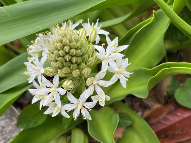 星形をした小さな白い花が密集して咲いており、その中央にはつぼみの塊がある、花と緑の葉をクローズアップした写真