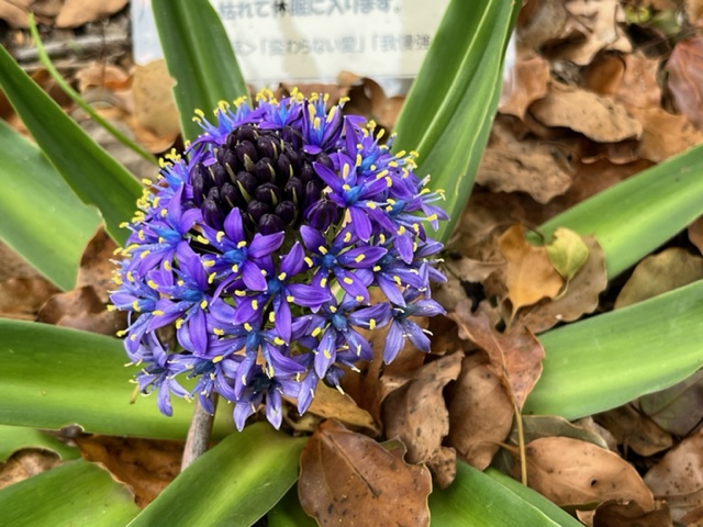 紫色の星形をした小さな花が密集して咲き、その中央には濃い紫色のつぼみの塊があり、周りを落ち葉と緑の葉が囲んでいる写真