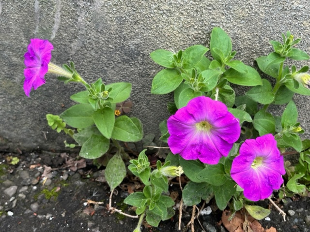 駐車場のコンクリートブロックとアスファルトの隙間から生えた、複数の鮮やかな紫色の花が咲いているペチュニアの写真