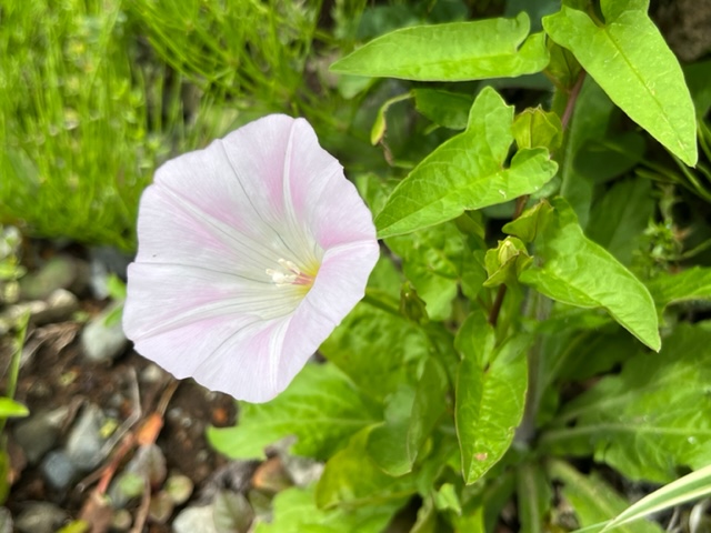 白から淡いピンクのグラデーションが美しい、開いた朝顔のような形をした花が緑の葉と草の中に咲いている写真
