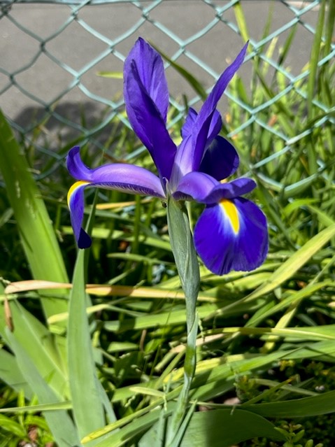 紫色の花びらと黄色い模様が特徴的なアヤメの花が一輪咲いている写真