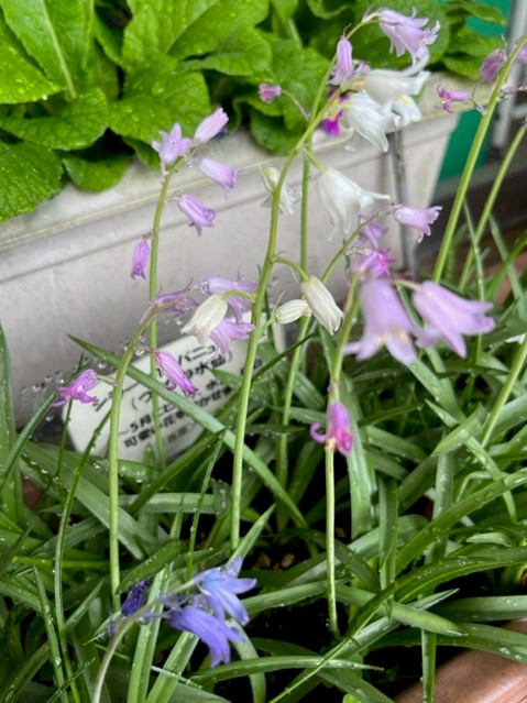 複数の細い茎から釣り鐘のような形をした淡い紫や白の小花がいくつも咲き、手前の青い花と奥の緑の葉のコントラストが美しい写真