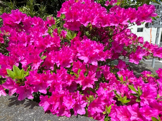 一面に広がる鮮やかなマゼンタ色のツツジの花が咲き誇り、その奥にわずかに見える緑の葉とのコントラストが美しい写真