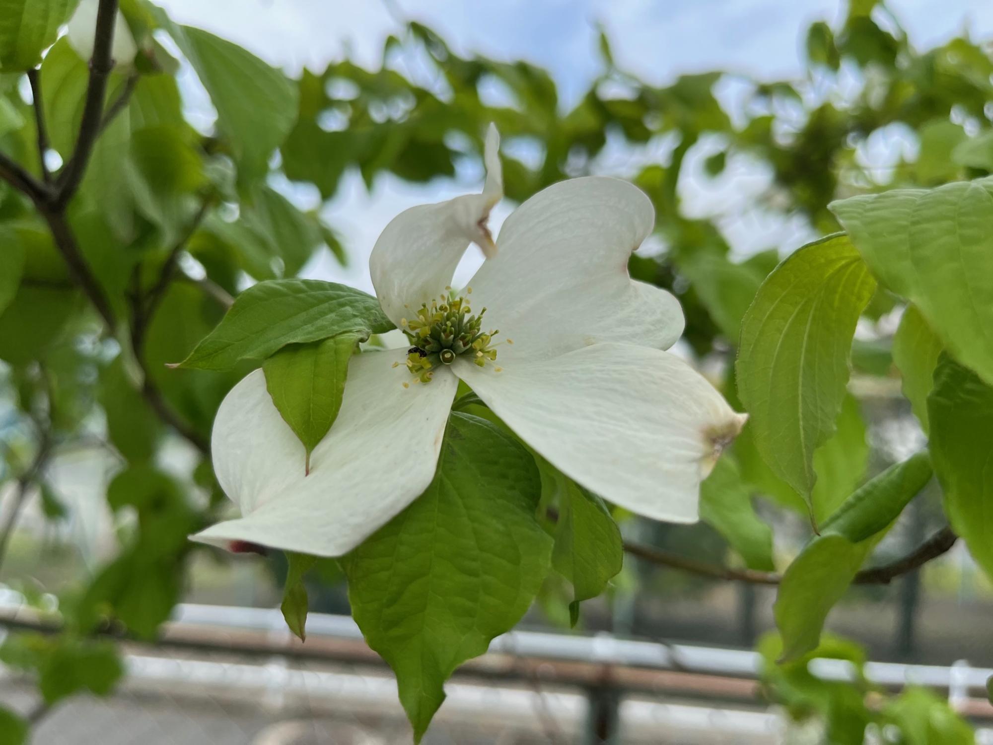 空に向かって伸びる緑の葉に囲まれ、中心部が黄緑色の小さな突起で、花びらが白く四枚あるハナミズキの花のクローズアップ写真
