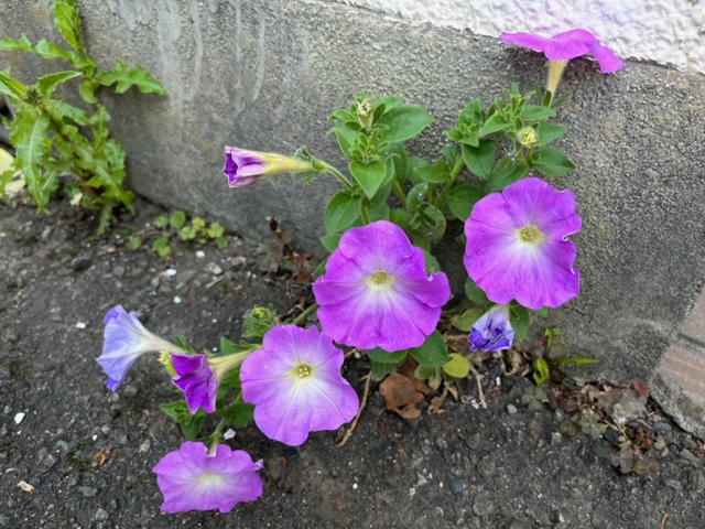 複数の鮮やかな紫色の花が咲いているペチュニアの写真
