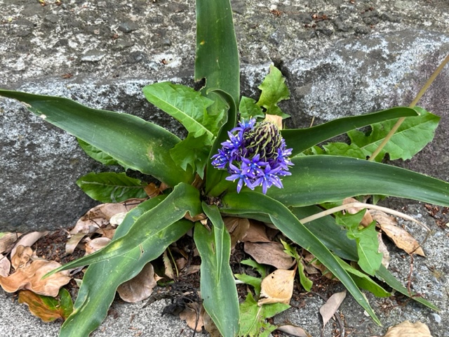 舗装された道とコンクリートブロックの隙間から、細長い葉を多数広げた植物が咲いており、中心部には小さな星形の花が集まった、濃い紫色のつぼみの房が見える写真