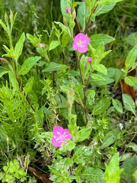 濃い緑の葉が生い茂る草むらに、ピンク色をした2輪の可愛らしい花が咲いている写真