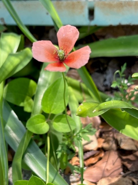 鮮やかな緑の葉に囲まれ、中心部が赤く縁が淡いピンク色の花びらが特徴的な一輪の花が咲いている写真