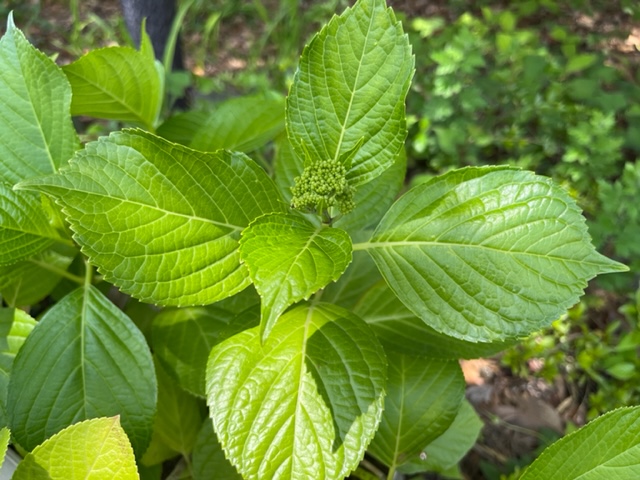 青々とした大きな葉の中心に、まだ花が開く前の小さなつぼみが密集しており、アジサイの成長初期段階を捉えた写真