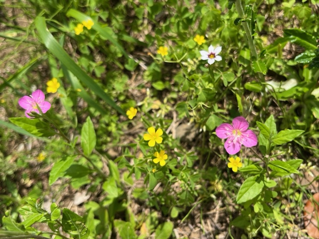 雑草の中に咲く複数の小さな花々で、薄いピンク色、黄色、白色の花が緑の葉や草と混じり合う様子の写真
