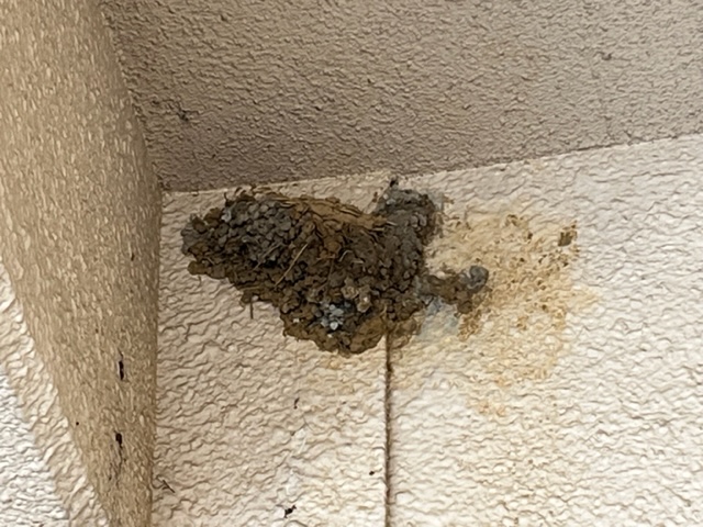 白い壁の建物の天井と壁の角に、泥や小枝でできたツバメの巣が作られている様子の写真