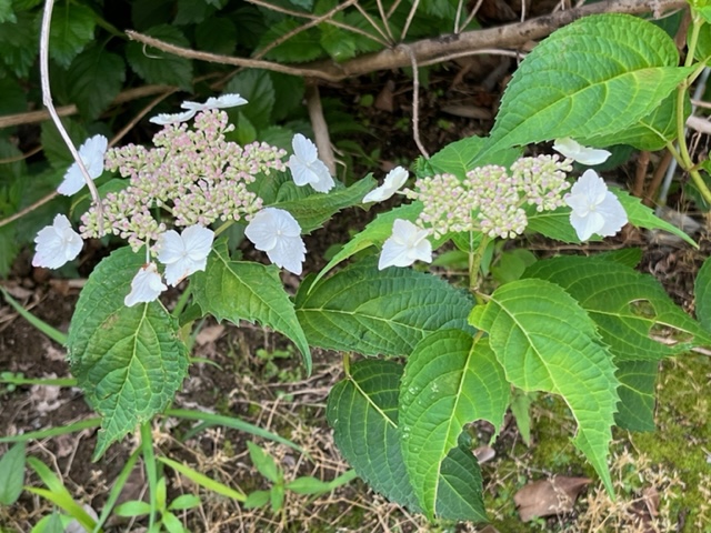 縁を白い装飾花が囲み、中心にはまだつぼみと小さな花が集まっている、ギザギザとした緑色の葉を持つガクアジサイが二輪咲いている写真