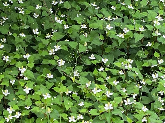 群生したドクダミの植物で、ハート型の緑の葉と、四枚の白い花弁を持つ多数の白い花が密集して咲いている様子を捉えた写真