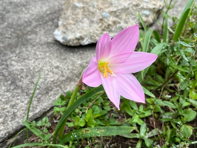6枚の薄いピンク色の花弁と、中央に黄色い雄しべを持つ、細長い茎の先に一輪だけ咲いている写真