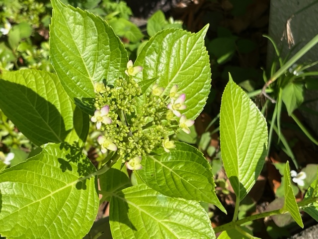 大きなギザギザの葉を持つアジサイのつぼみで、中心部には小さな花の集合体があり、その一部は薄いピンク色に色づいている写真
