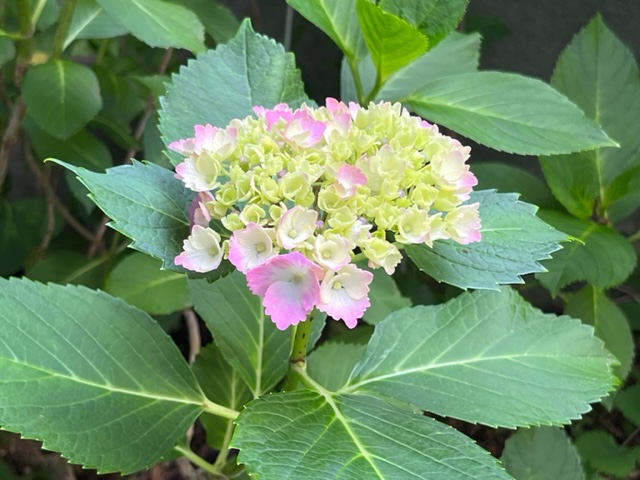 縁はピンクで内側は白く色づき始めた装飾花が、まだ黄緑色でつぼみの中心部の周りを囲んでいるアジサイの写真