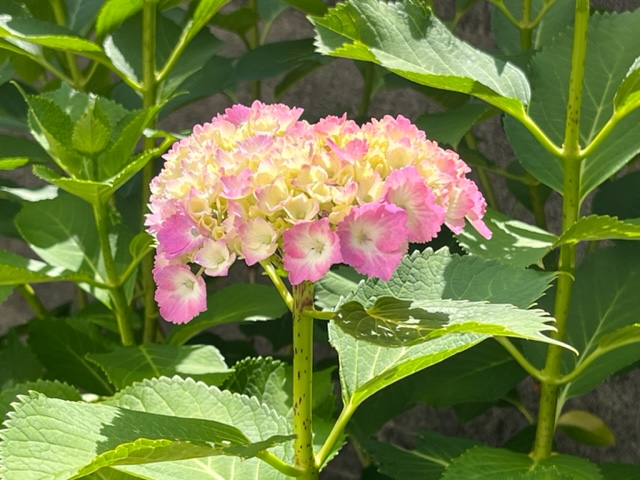 まだ中央が黄緑色の蕾で、縁をピンク色に色づいた装飾花が囲んでいるアジサイが、青々とした葉に囲まれて咲いている写真
