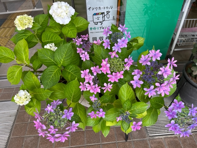 白や紫、ピンクの花と大きく鮮やかな緑色の葉が茂っており、複数のガクアジサイが咲いている鉢植えを上から撮影した写真