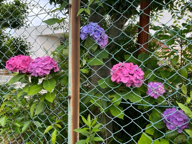 茶色く錆びた金網フェンスの両側に、大きなピンク色や紫色の球状のアジサイが複数咲いている写真