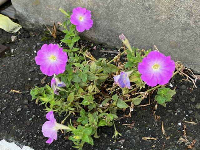 鮮やかな紫色の花が咲いているペチュニアの写真