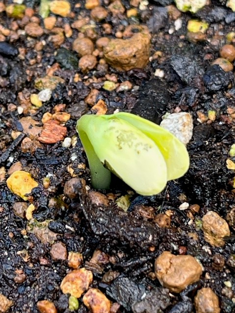大小さまざまな石が混ざった土から、まだ二つに分かれたばかりの双葉が顔を出し、その葉には茶色い斑点のような模様が見える、発芽したばかりのゴーヤの写真