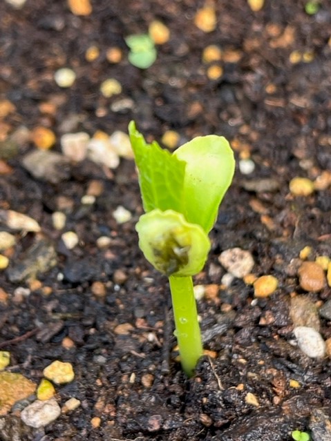 湿った土の中から芽生えたばかりの若い植物の芽で、二つに開いたばかりの双葉はまだ小さく、その中心から本葉が出始めているゴーヤの写真