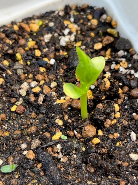 さまざまな色と大きさの粒が混ざった土から、二つの丸い双葉を広げ、中央から小さな本葉が芽を出しているゴーヤの写真