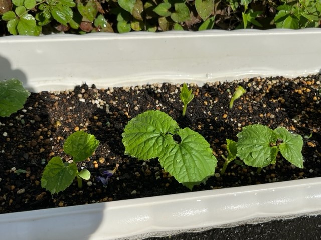 長方形の白いプランターに植えられた4本のゴーヤの苗が、まだ葉が小さく背丈も低い状態だが、元気に育っており、土の上には雨のしずくが付いている写真