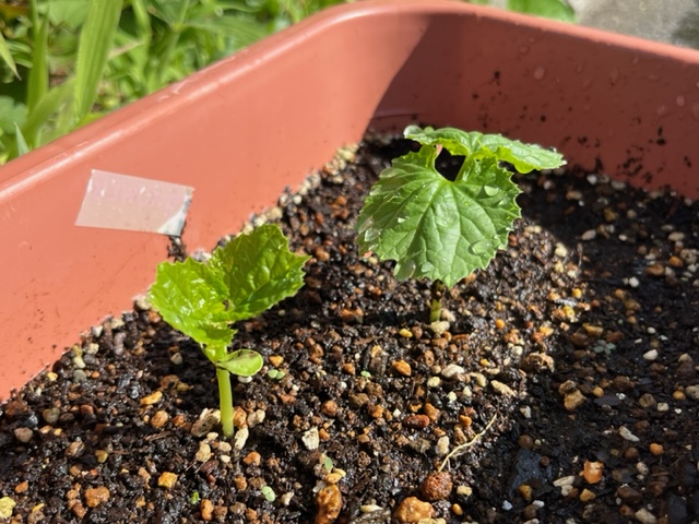 二つのゴーヤの苗が、茶色いプランターの中で成長している様子で、それぞれの葉の上には雨粒が残り、土の表面は濡れている写真