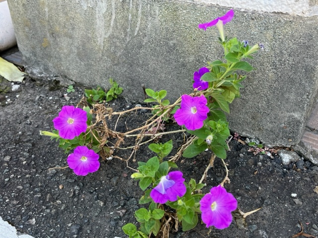 駐車場のコンクリートブロックとアスファルトの隙間から生えた、鮮やかな濃い紫色の花が咲いているペチュニアの写真
