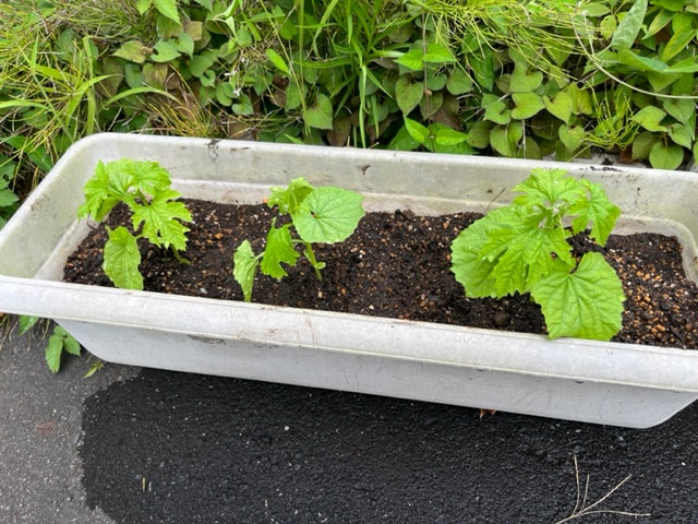 長方形の白いプランターに植えられた3本のゴーヤの苗が、まだ葉が小さく、背丈も低い状態だが、元気に育っている様子を捉えた写真