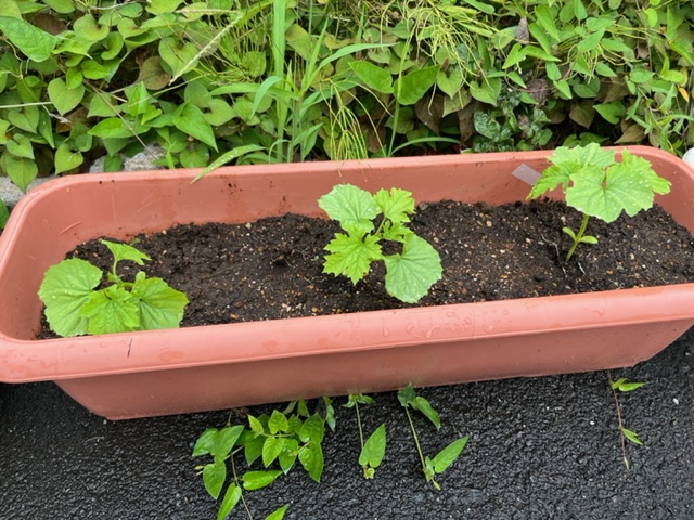 長方形の茶色いプランターに植えられた3本のゴーヤの苗が、まだ葉が小さく背丈も低い状態だが、雨のしずくが付いており、周りには他の雑草も生えている様子を捉えた写真