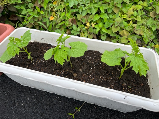 長方形の白いプランターに植えられた3本のゴーヤの苗が、まだ葉が小さく背丈も低い状態を右側から撮影した写真