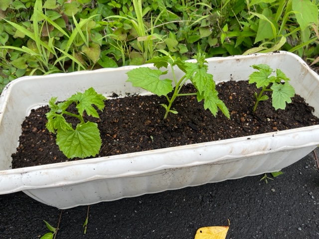 方形の白いプランターに植えられた3本のゴーヤの苗が、まだ葉が小さく背丈も低い状態だが、元気に育っている様子を正面から撮影した写真