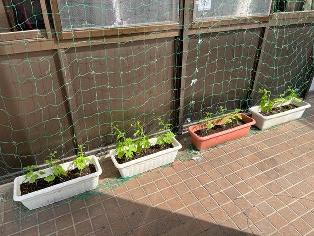プランターで栽培されているゴーヤの苗が、窓に張られた緑色のネットを這うように伸び始めており、まだ背丈は低いものの、青々とした葉をつけている写真